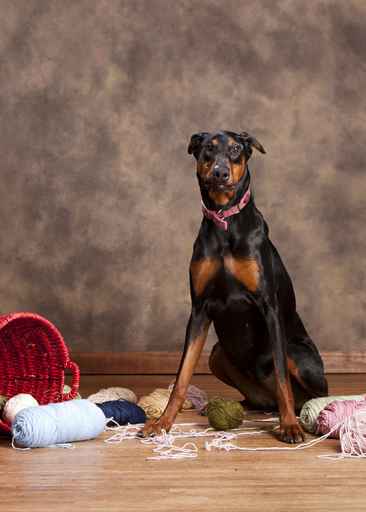 How to dog proof a trash can and other tips for getting your home ready for a new dog or puppy