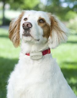 wireless dog fence for small dogs