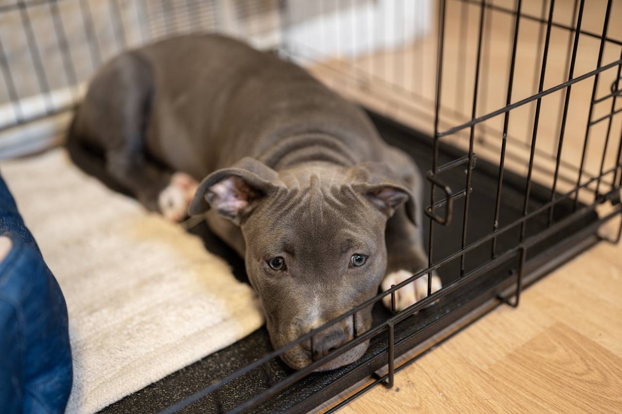 Crate training is an essential foundational skill for your puppy.