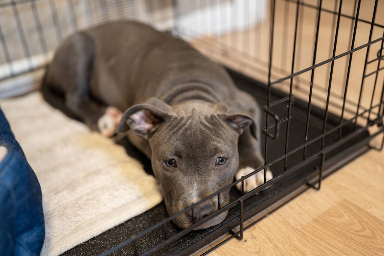 Crate training Set boundaries early with your new puppy Hidden