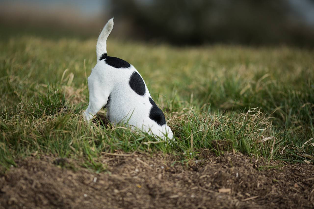 There are many reasons dogs dig in their yard. Just because you have an safe underground fence, you still need to look out for bad habits!