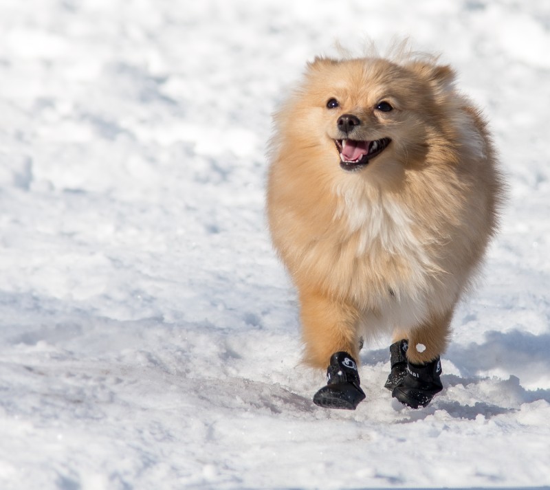 Winter is a great time to take your dog for a walk