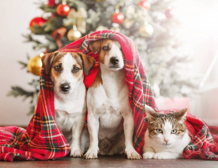 Keep your cats and dogs away from the Christmas Tree this year with RoomWizard