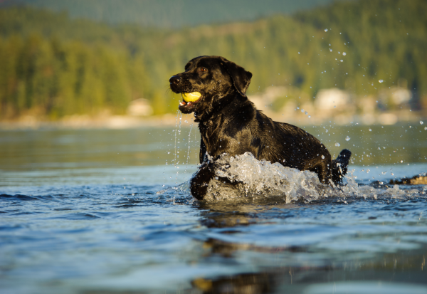 Hidden fences keep water-loving dogs safe and happy