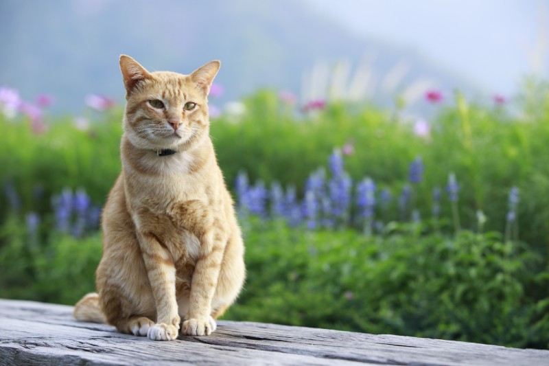 Invisible fencing for cats is a great way to keep them contained while they explore