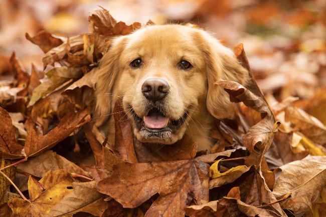 Grand Rapids pet fence in fall