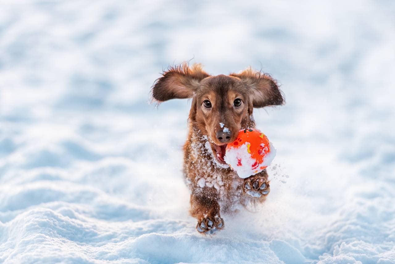 Healthy habits to break the winter blahs for your dog