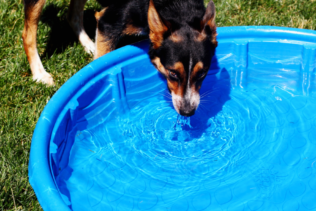 Summertime tips for happy pets