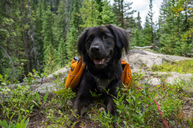 Throw on a pack and head in the woods, but prepare to meet some ticks!